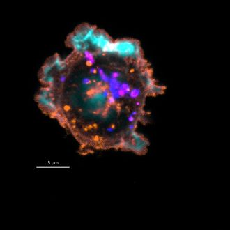 NK cell