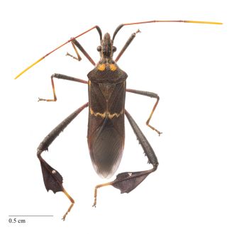 Leptoglossus zonatus male scale