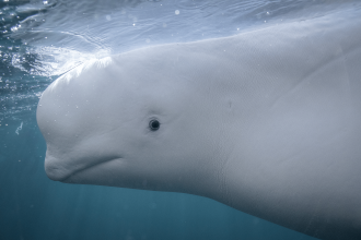 Beluga whale (1).