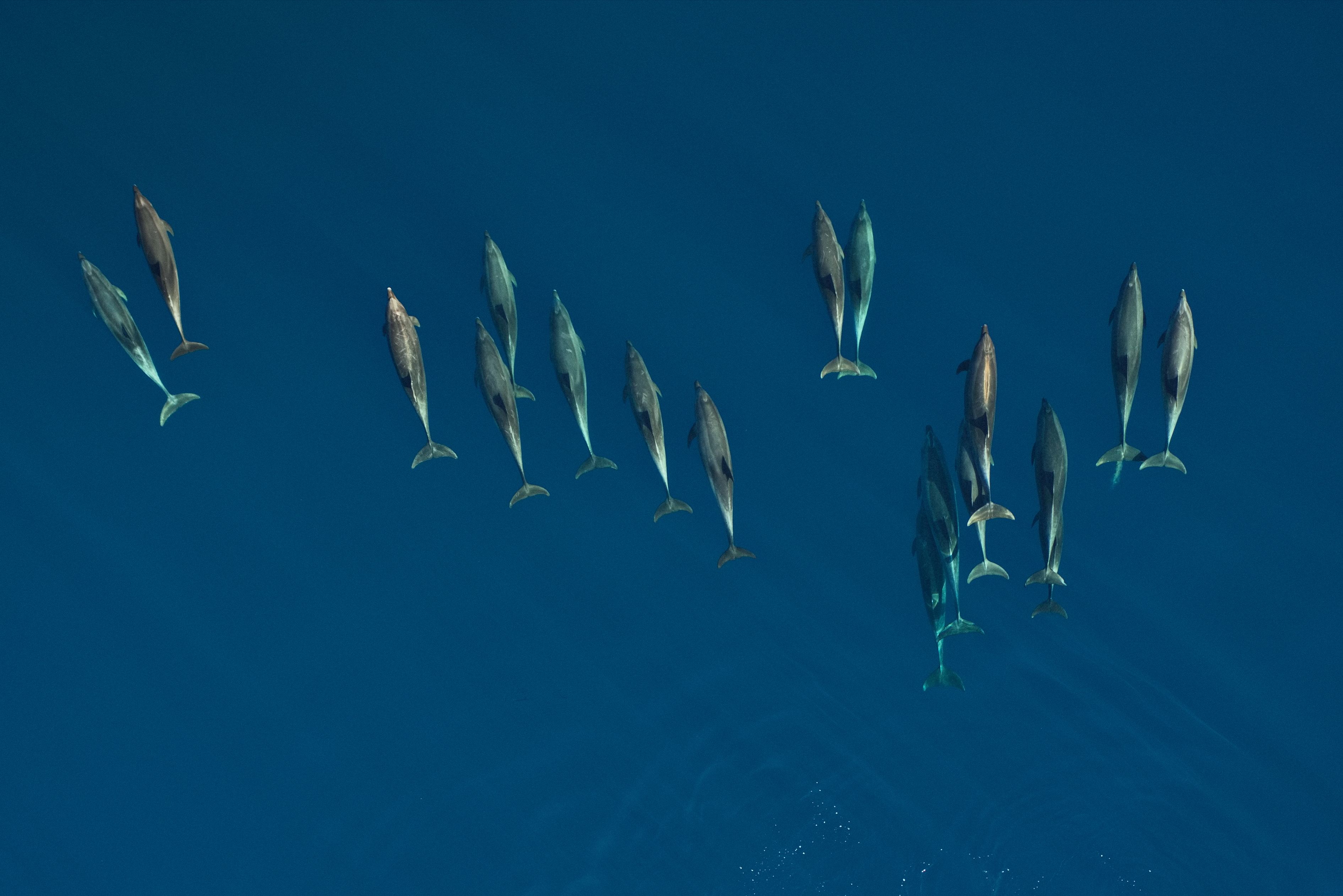 Bottlenose Dolphins - Credit: John Durban / Holly Fearnbach