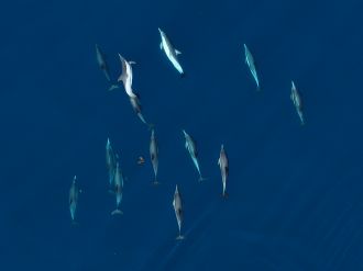Long-beaked common dolphins