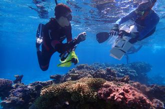 Underwater coral collection Bellona Plateau Coral Sea