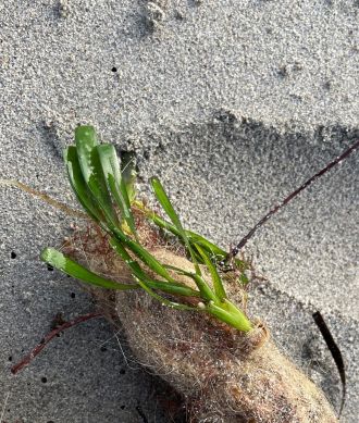 Mature Amphibolis seedling showing anchoring comb attached to fiber