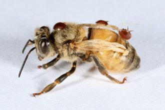 Bee, varroa mites & Deformed wing virus