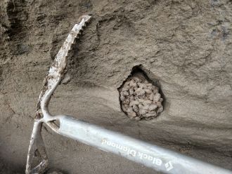 Researchers document a cluster of ancient Arctic ground squirrel faecal pellets 