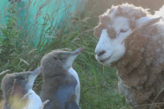 Interaction with a pair of hoiho chicks.