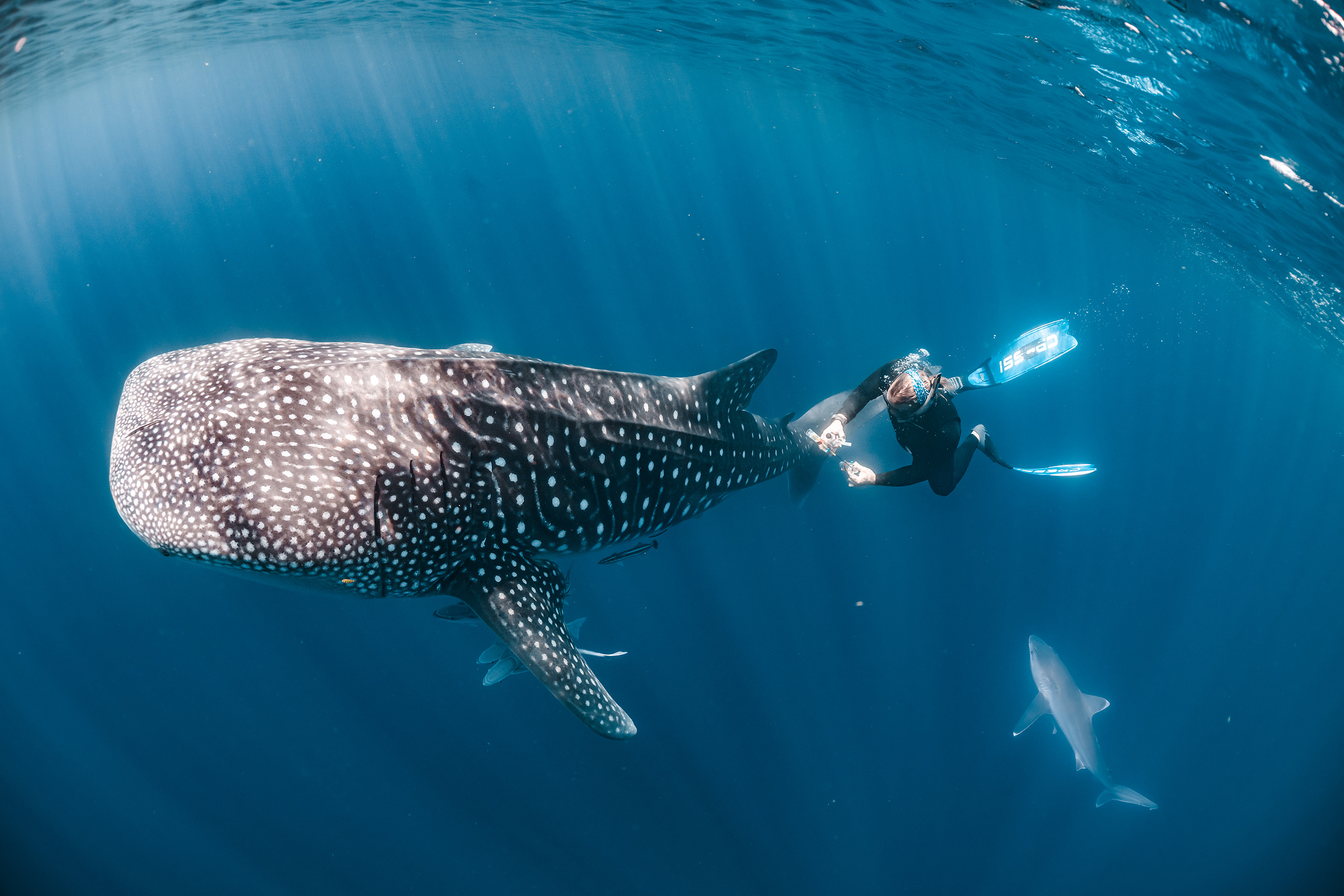 Marine biologist Michael Doane with a whale shark. Credit: Rob Harcourt (Macquarie University).