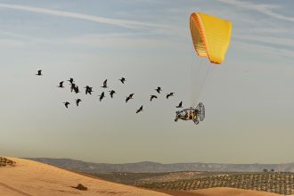 Migrating ibis, the overall winner of the 2026 Scientist At Work competition