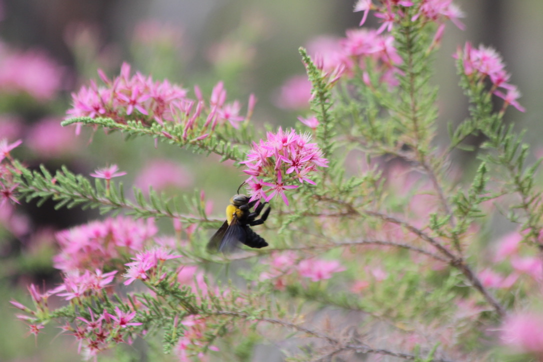 Photograph by Dr Carmen da Silva