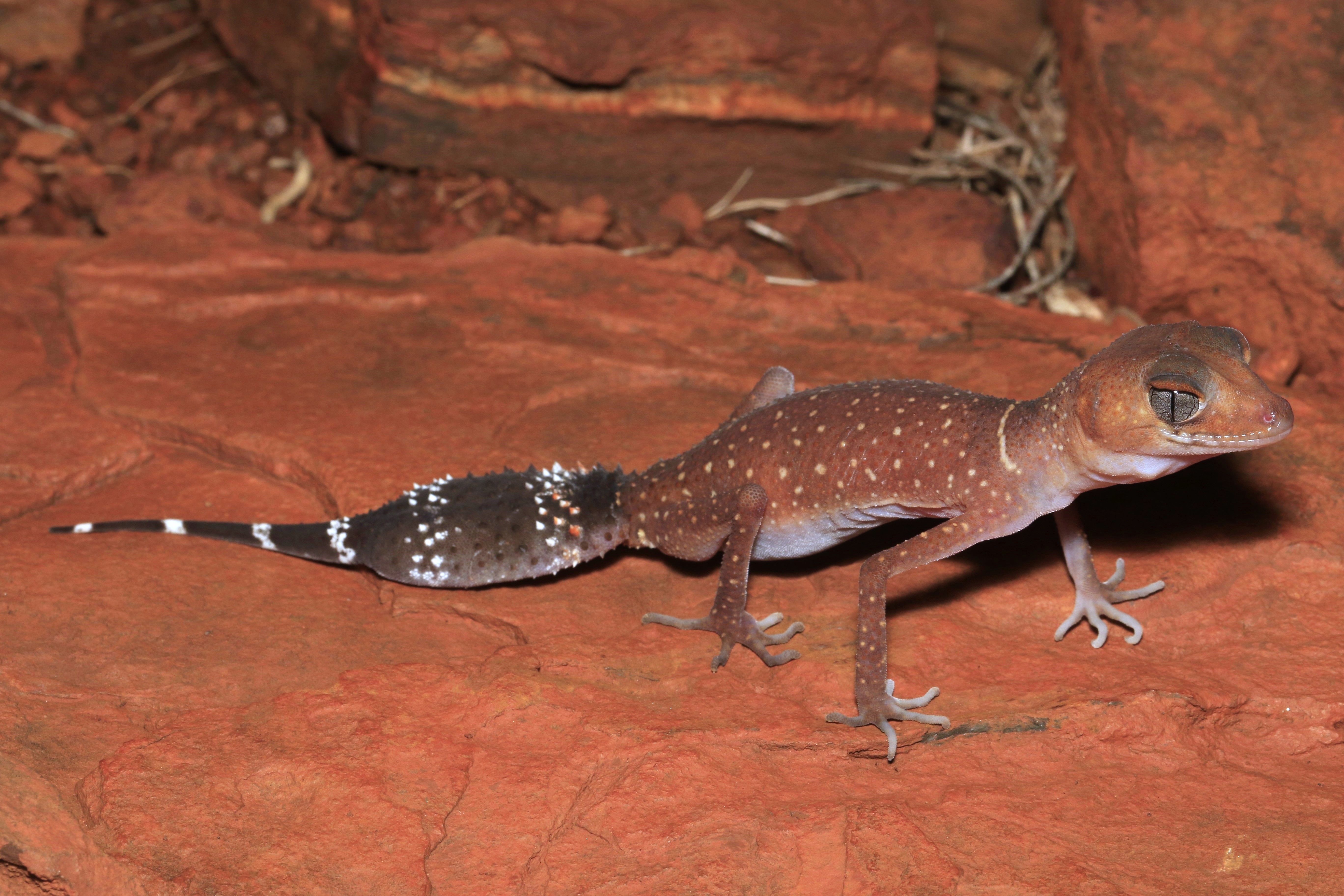 Pilbara barking gecko, credit: Robert Audcent