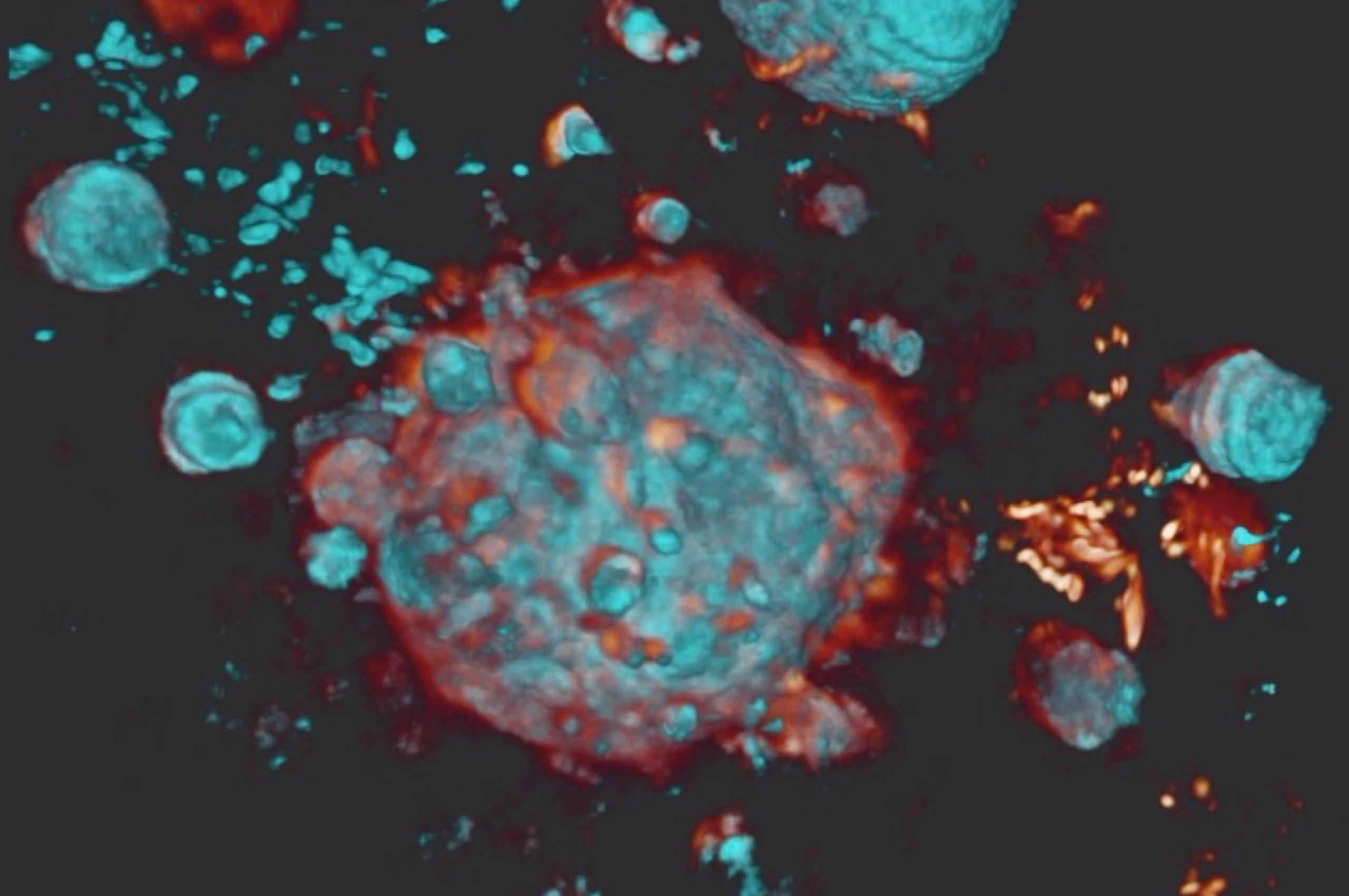 Dying cell fragmentation