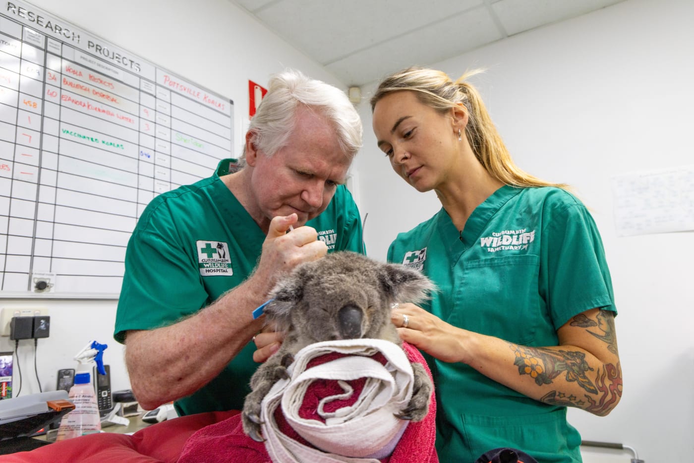 Bamse is the first wild koala to receive a chlamydia vaccine implant. Photo by Currumbin Wildlife Sanctuary.