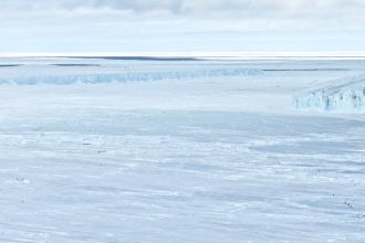 A line of emperor penguins moving toward the sea