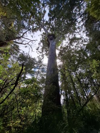 Kauri tree - photo 1