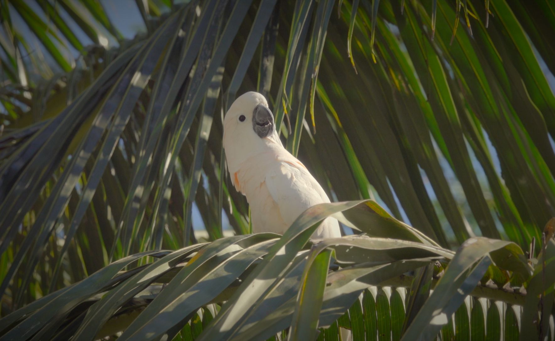The endangered salmon-crested cockatoo (Cacatua moluccensis) on Seram Island, Indonesia. Photo: Balázs Tisza, Wildlife Messengers