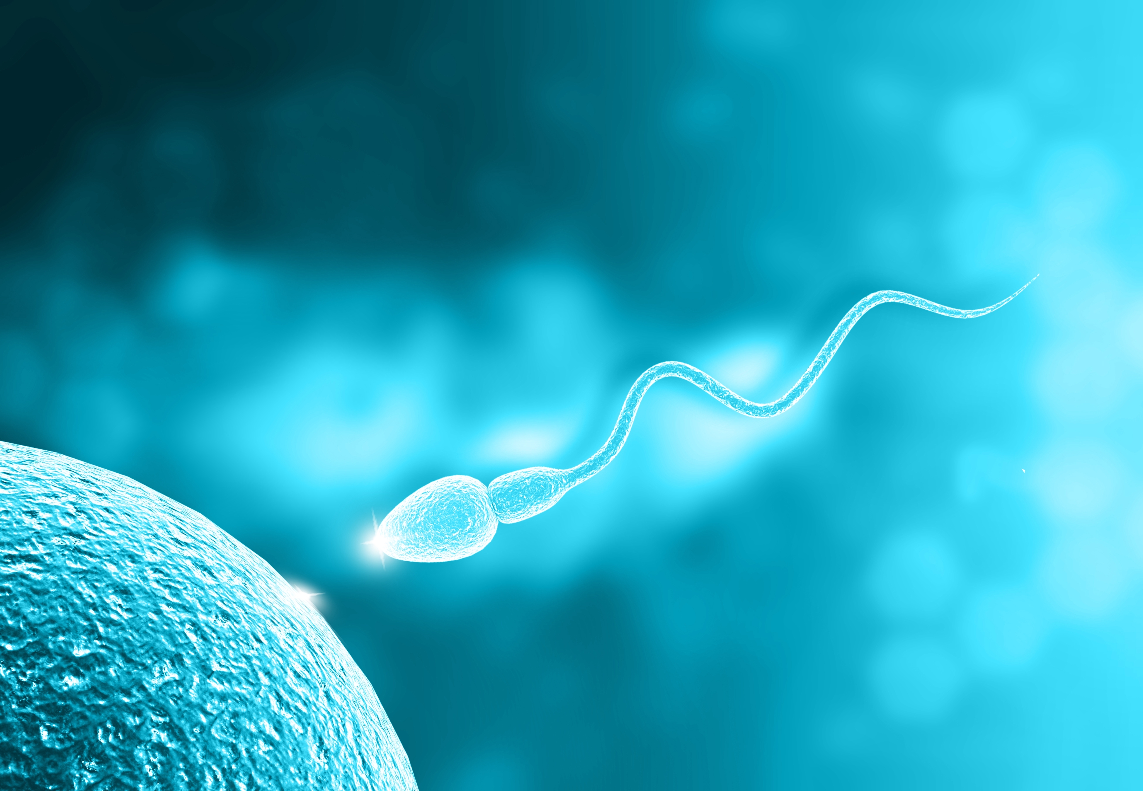 Shutterstock / Sperm moving to egg