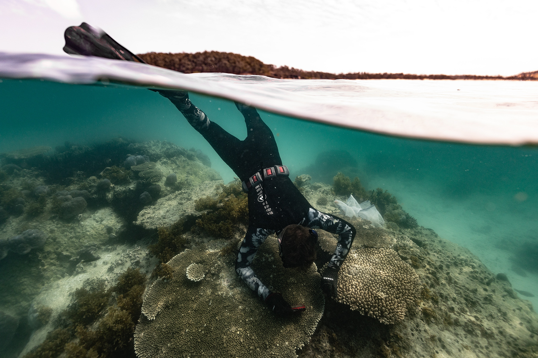 PhD researcher Dane Wattle inspects a large colony of Acropora in the northern waters of Groote Eylandt. Credit: Hadley England.