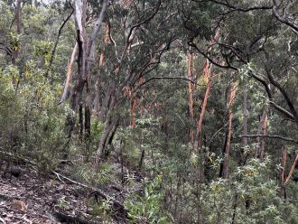 Eucalypts
