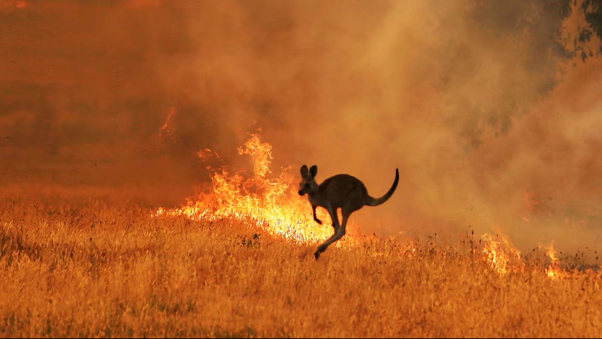 Credit: ABC News: James Carmody
