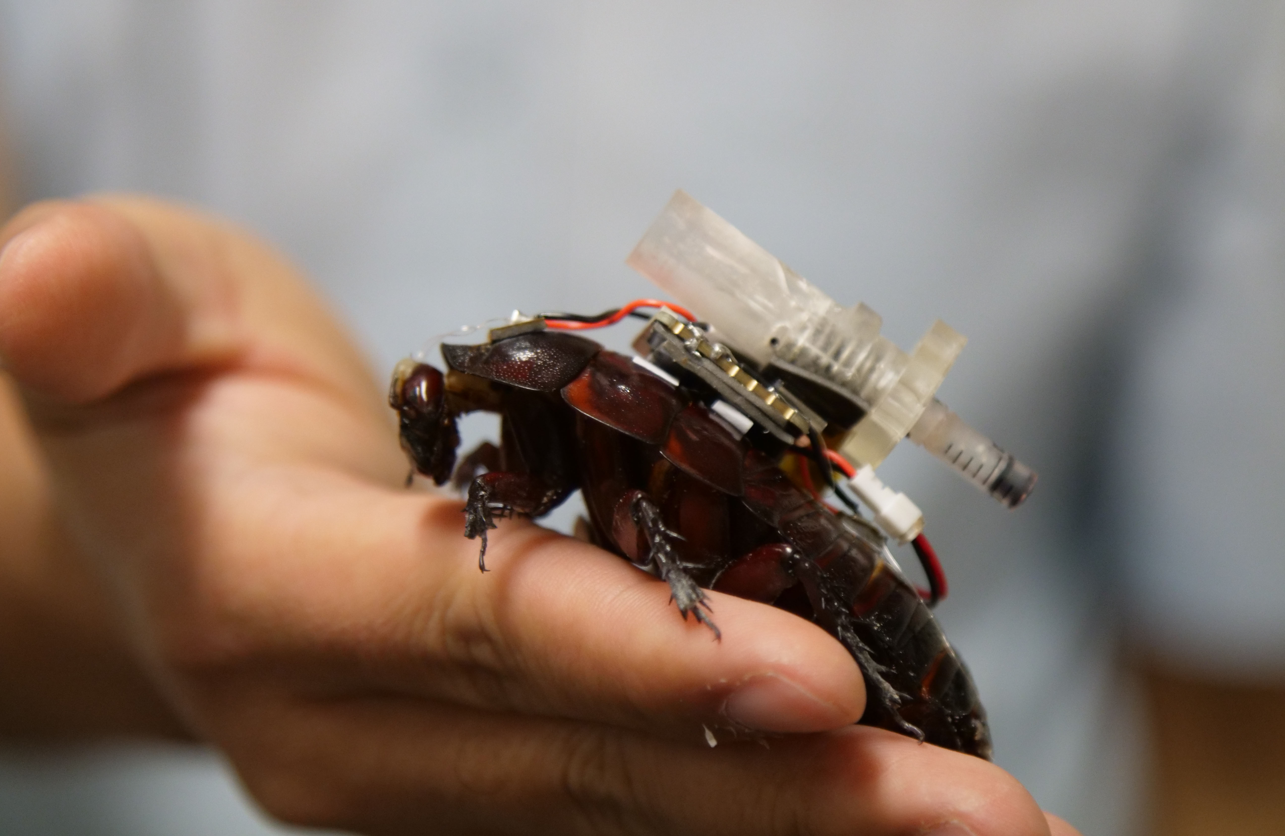 Photo by The University of Queensland