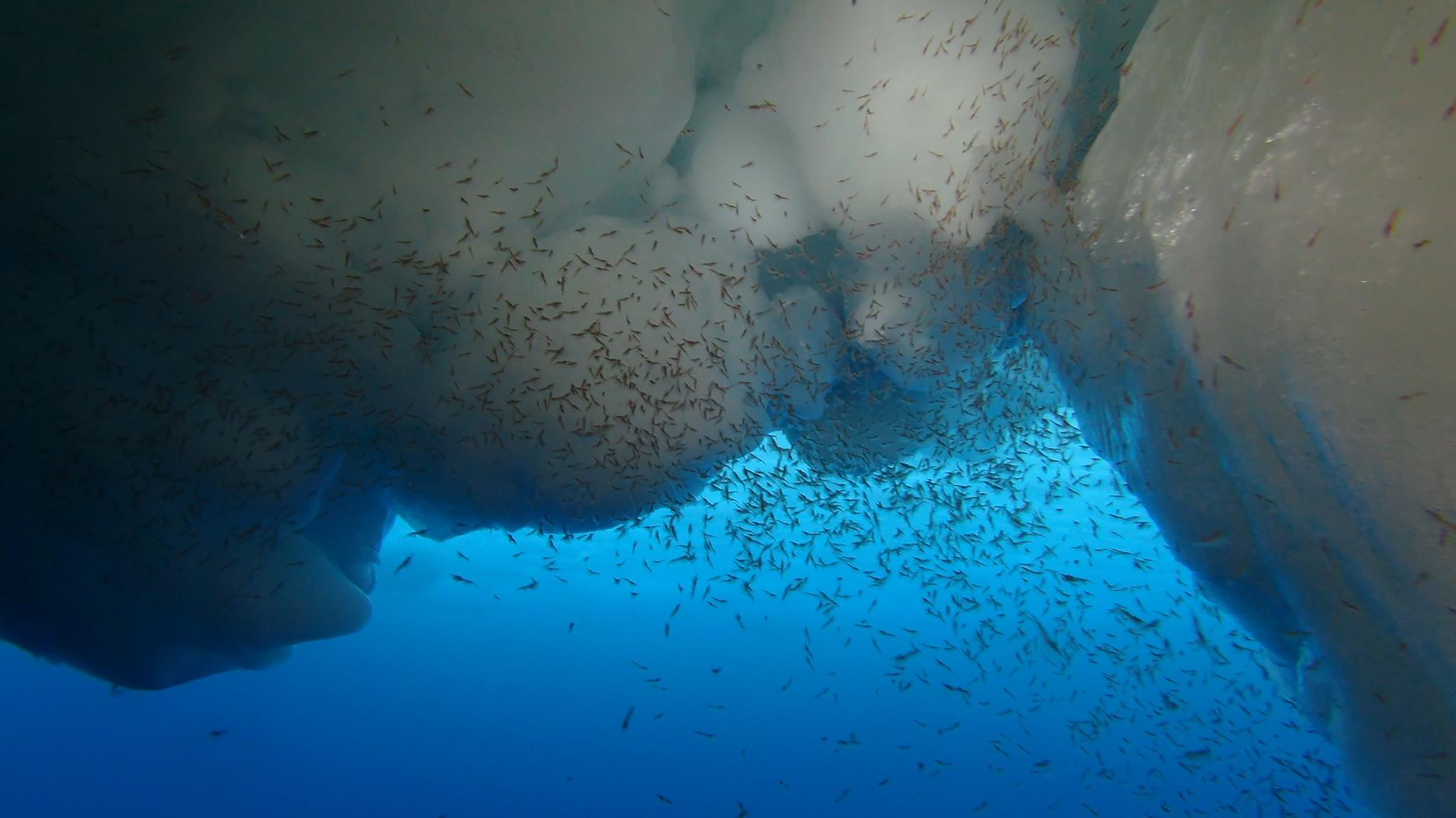 Adult and larval Antarctic krill under sea ice (photo: Ulrich Freier, Alfred-Wegener-Institut)