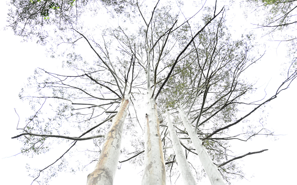 The flooded gum or rose gum (Eucalyptus grandis). Photo: Geoexplore
