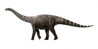 Rhoetosaurus brownei