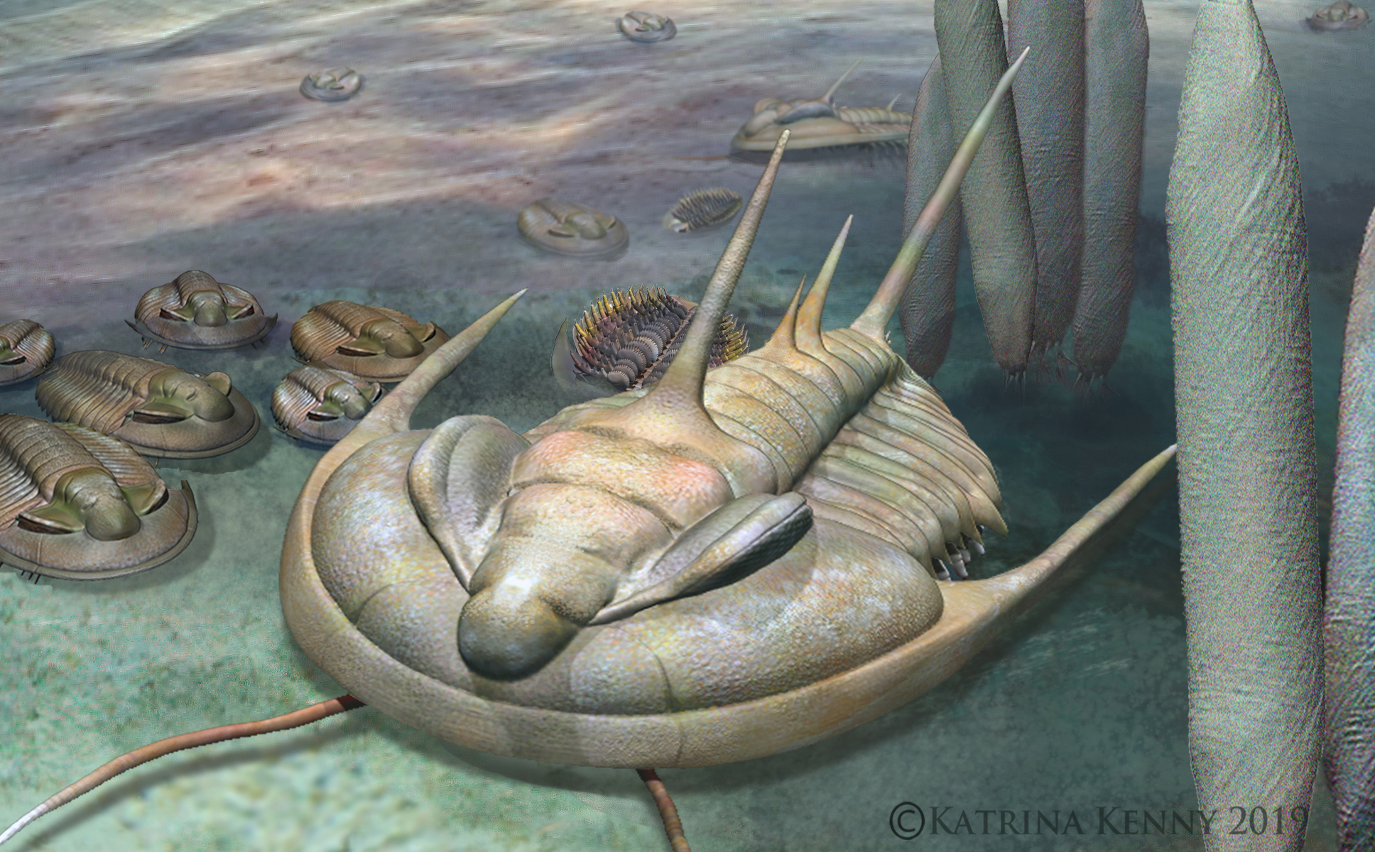 An artists impression of a Redlichia trilobite on the Cambrian seafloor. Artwork by Katrina Kenny