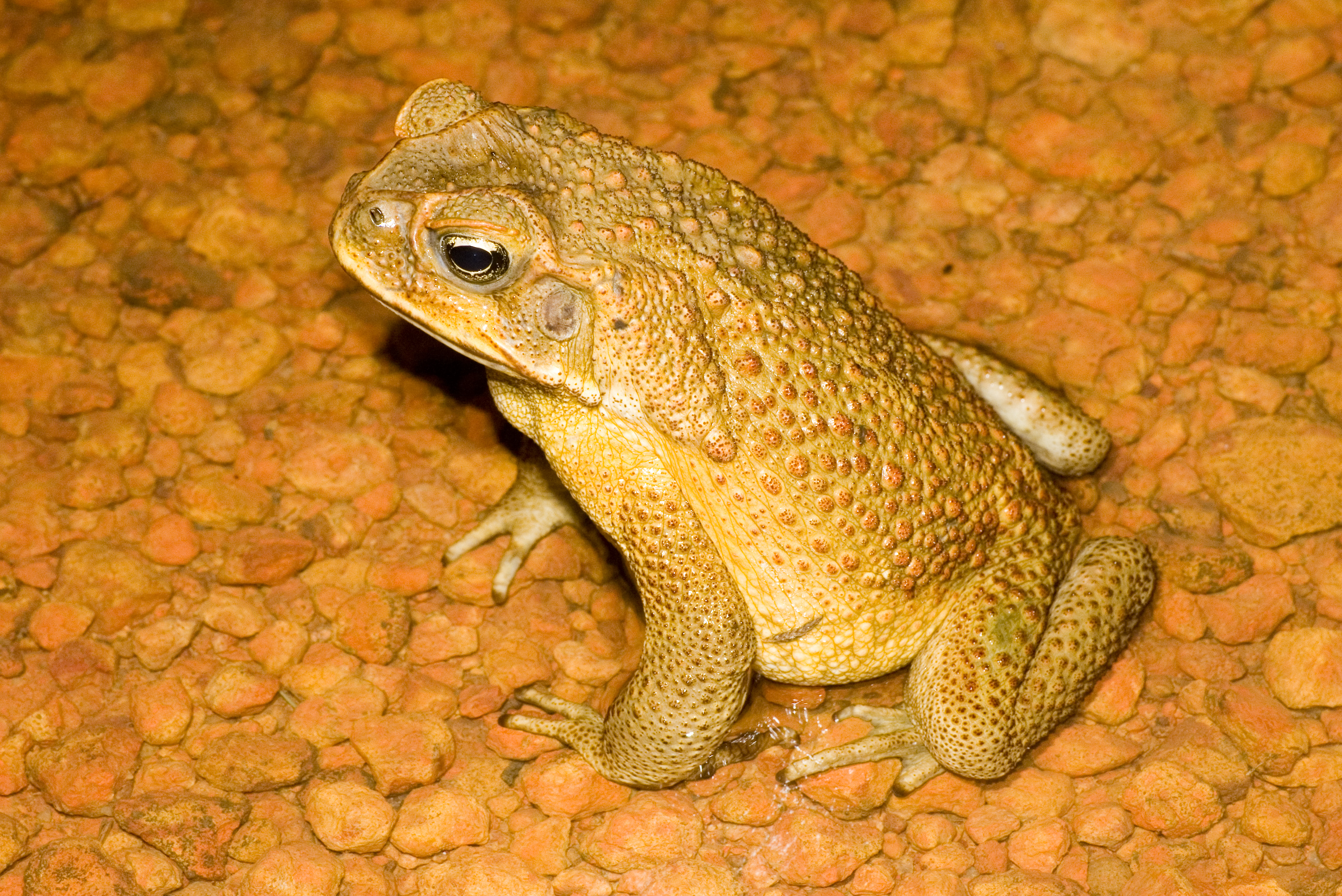 Male cane toad. Photo: David Nelson