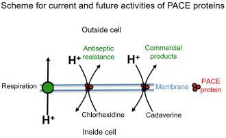 Diagram illustrating current and possible future activities for PACE proteins