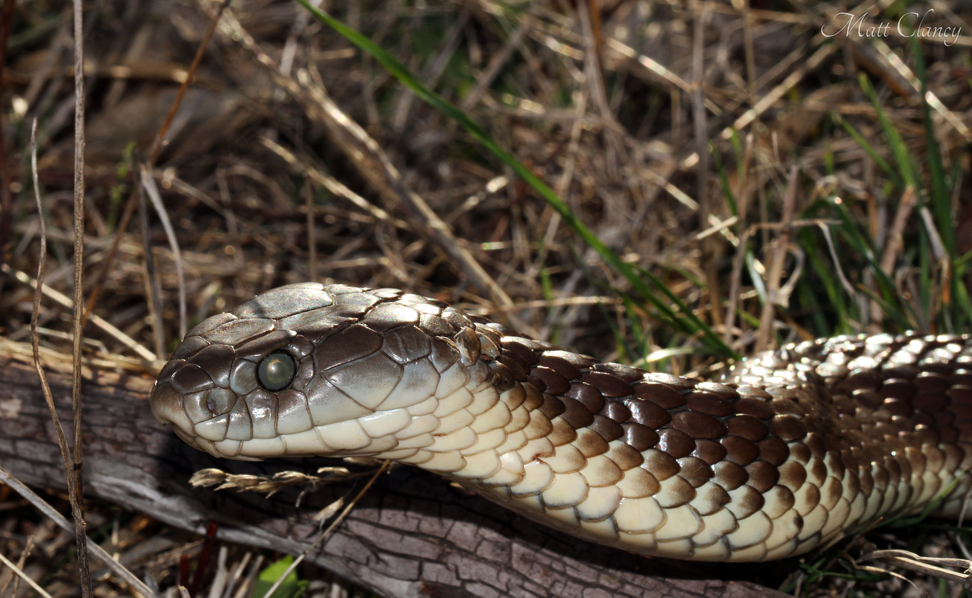 Eastern_Tiger_Snake_(Notechis_scutatus) By Matt from Melbourne Australia - Eastern Tiger Snake (Notechis scutatus) Uploaded by SunOfErat CC BY 2_0