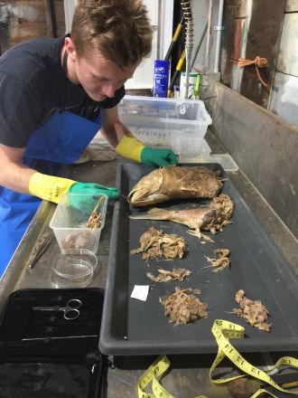 Richard Grainger examining contents of a shark stomach
