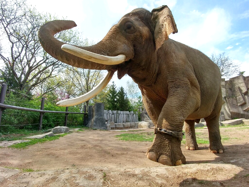 A male Asian elephant (Elephas maximus) called Hank wearing an activity tracker on his front leg. Photo credit: Columbus Zoo & Aquarium, USA.