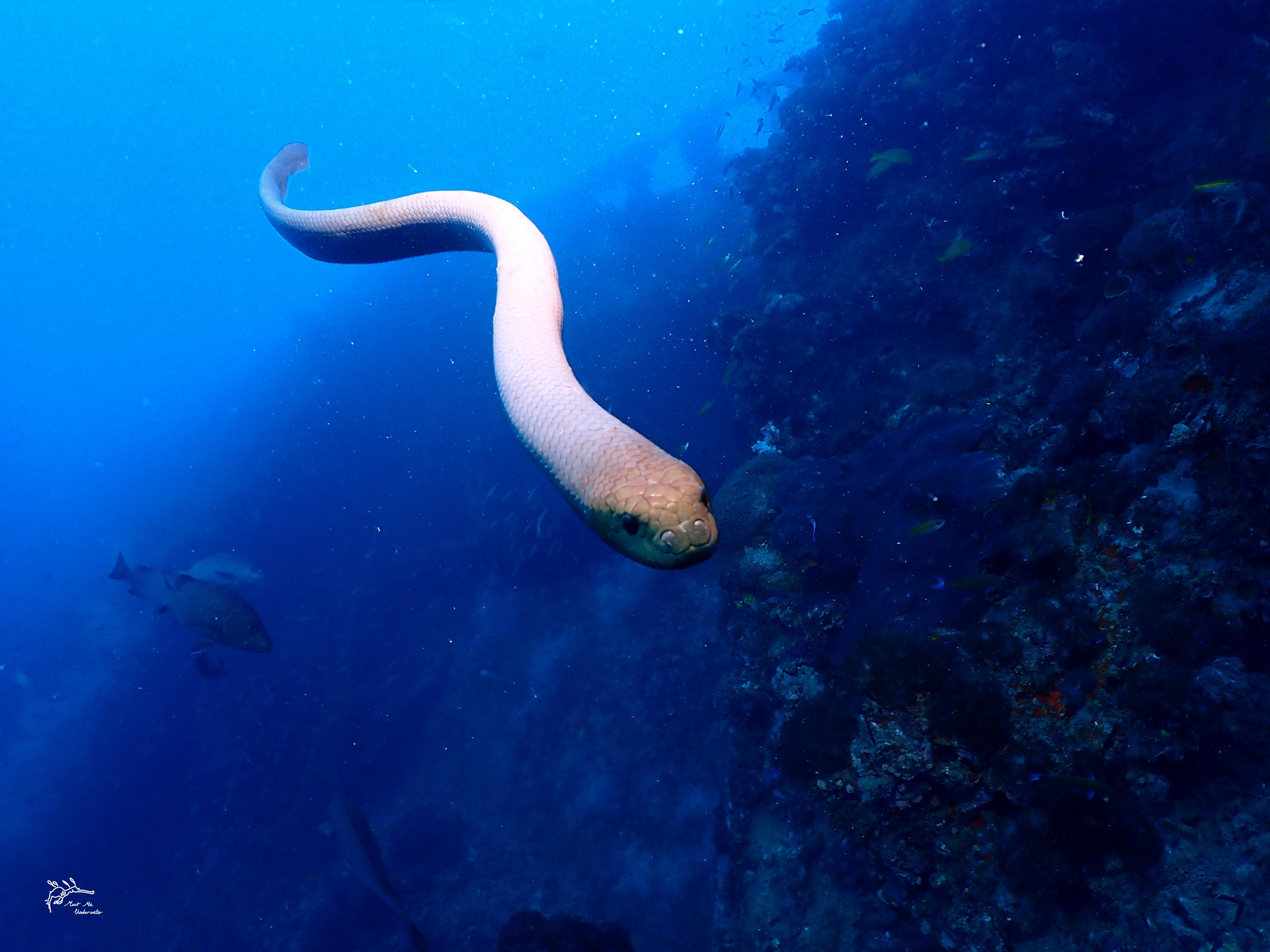 Olive sea snakes are among the largest marine snake species, and are abundant on some coral-reef areas. Caption: Jack Breedon.