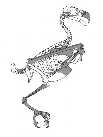 Archaehierax bone comparison to osprey skeleton
