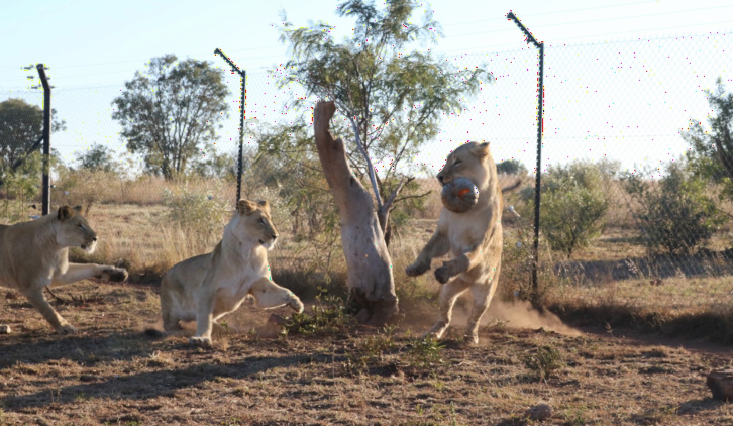 Lions playing with their favorite pumpkin toy. CREDIT: Jessica Burkhart