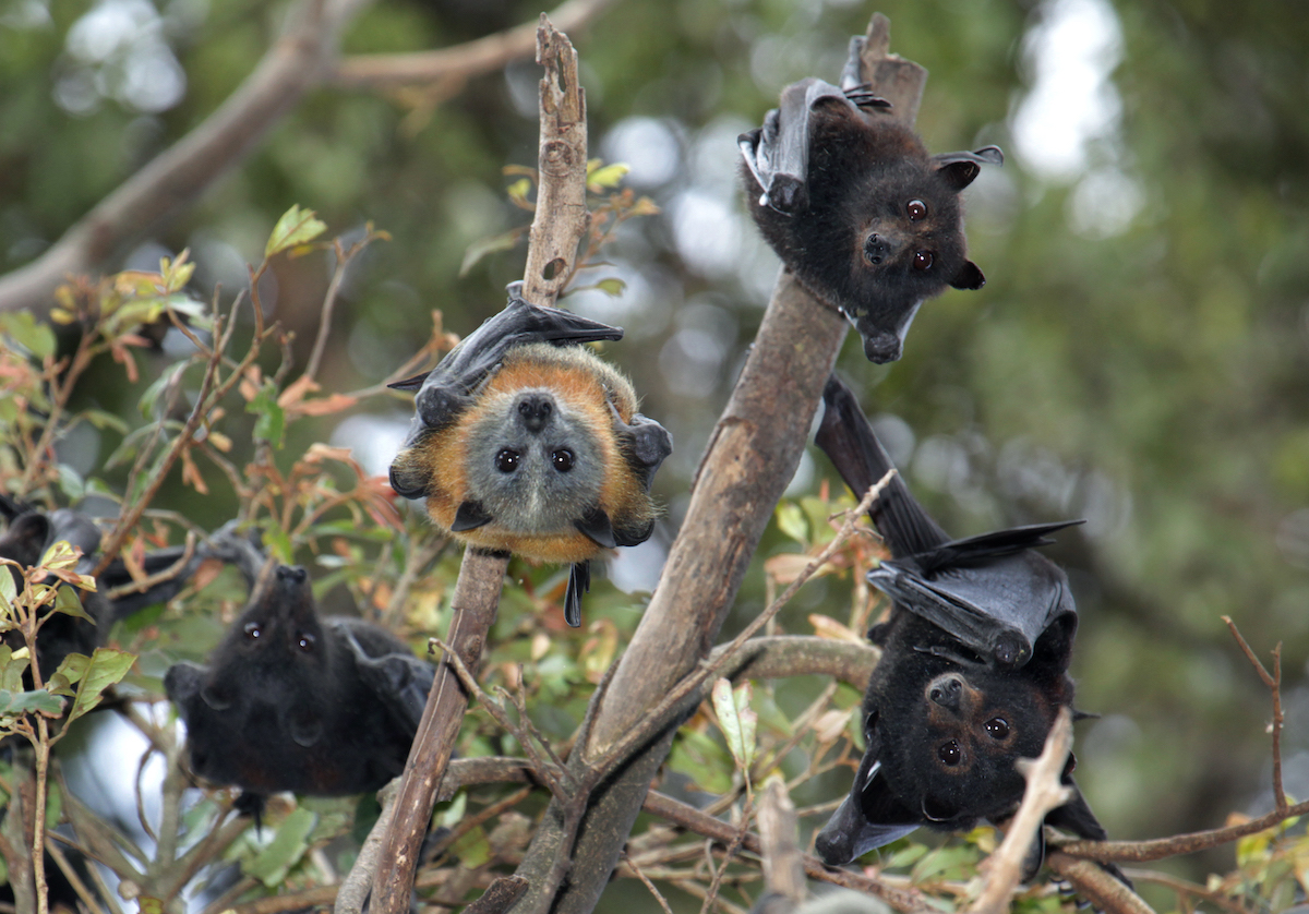 Bat urine reveals extended range for new Hendra virus variant Scimex