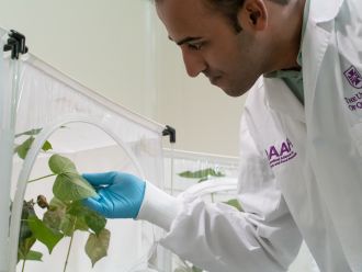 Researcher, Ritesh Jain isolated the genes which affect whitefly growth.