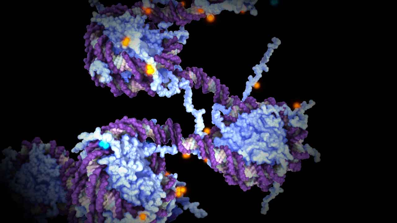 Epigenetic tags (orange and blue) on inactive DNA. Researchers say epigenetic tags could be passed onto offspring more often than previously thought. Still from WEHI.TV's animation "X Inactivation and Epigenetics" by Etsuko Uno