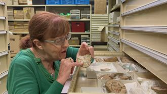 Professor Kate Trinajstic inspects the ancient fossils at the WA Museum.
