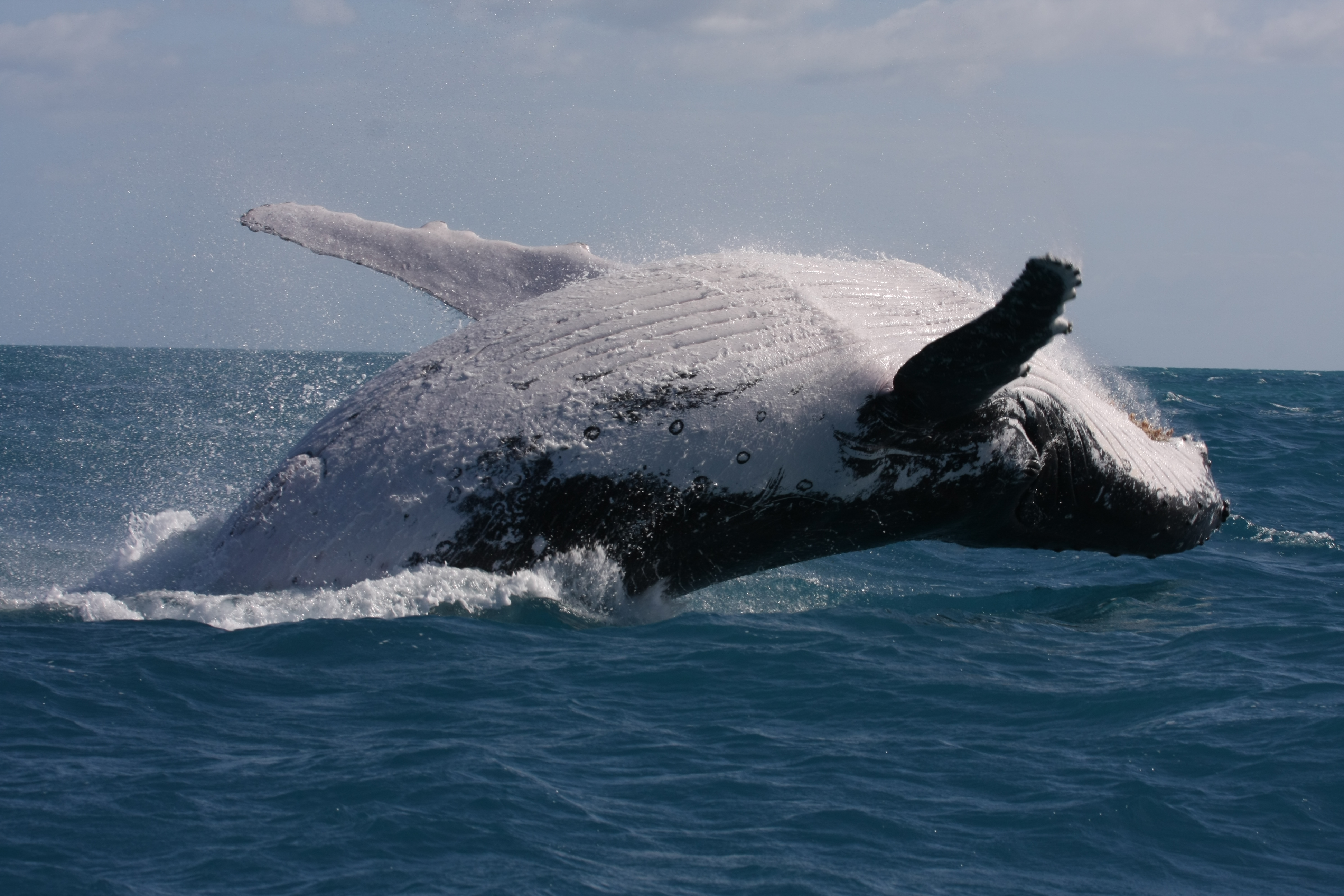 A surface-active adult humpback whale migrating along the eastern coastline of Australia. Though migrating, these animals are still undertaking breeding behaviours such as joining with, and competing over, available females. Credit: the Cetacean Ecology Group, University of Queensland.