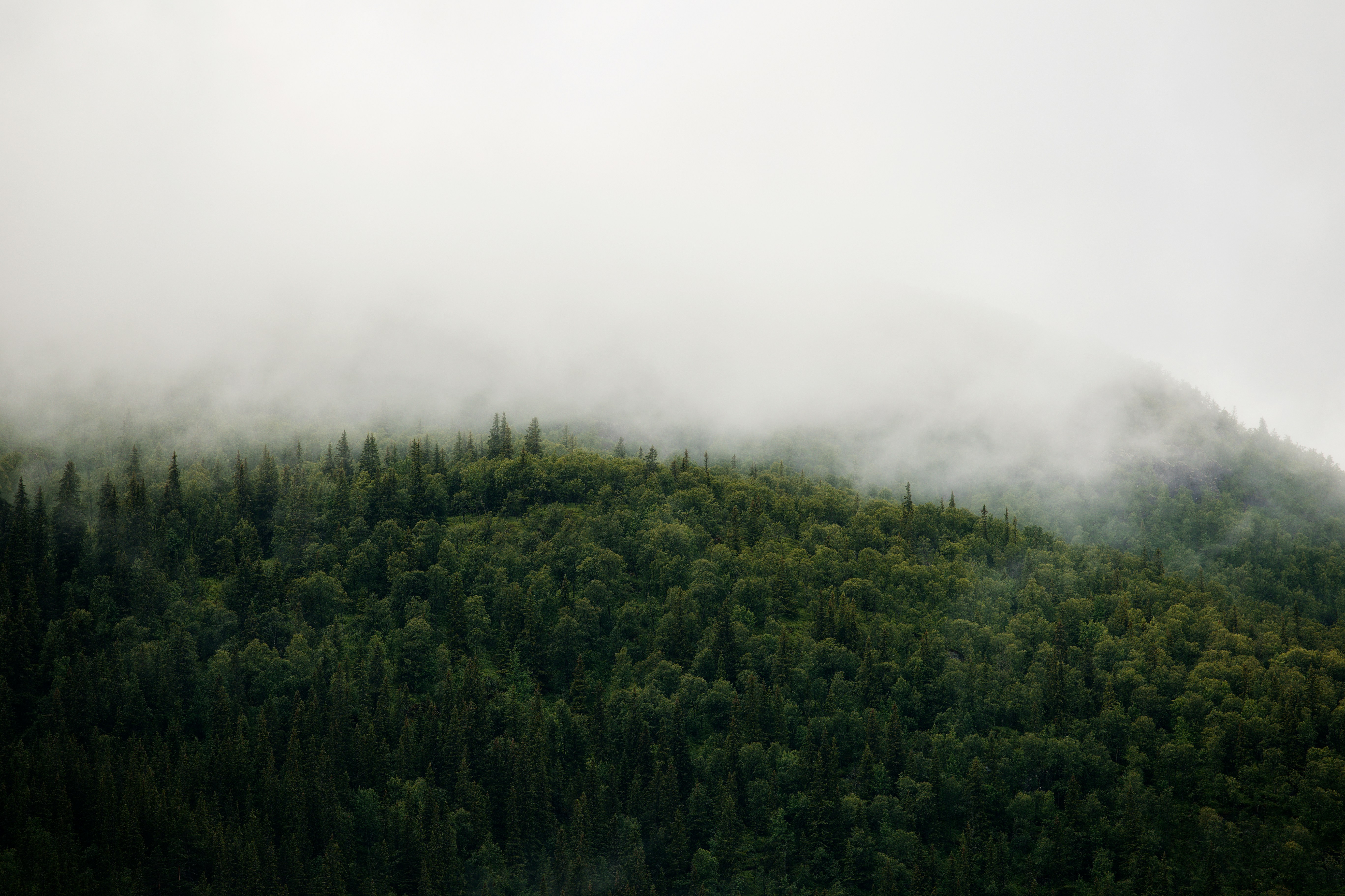 'Blue rings' in Scandinavian trees and bushes could mark volcanic eruptions continents away