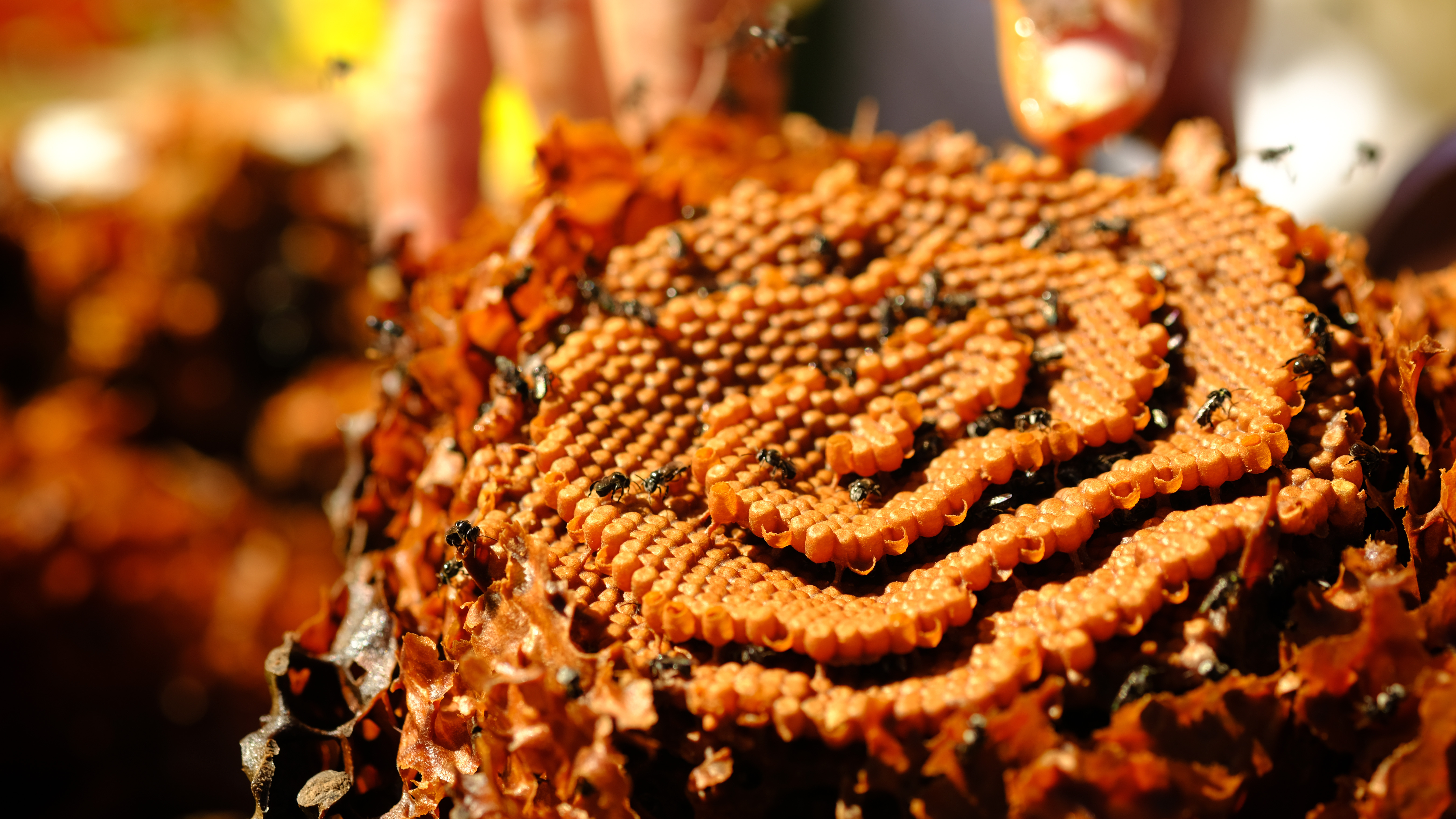 Australian native bee honey shows medical potential in the fight against antibiotic resistance