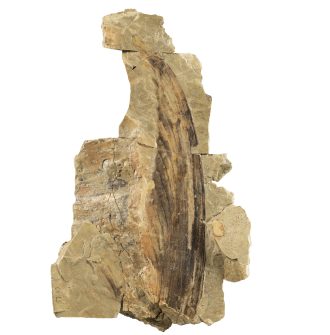 A fossil preserving a large crest of Mirasaura.