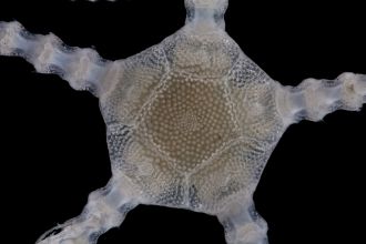 Perlophiura profundissima