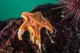 Cookie sea star with melting flesh