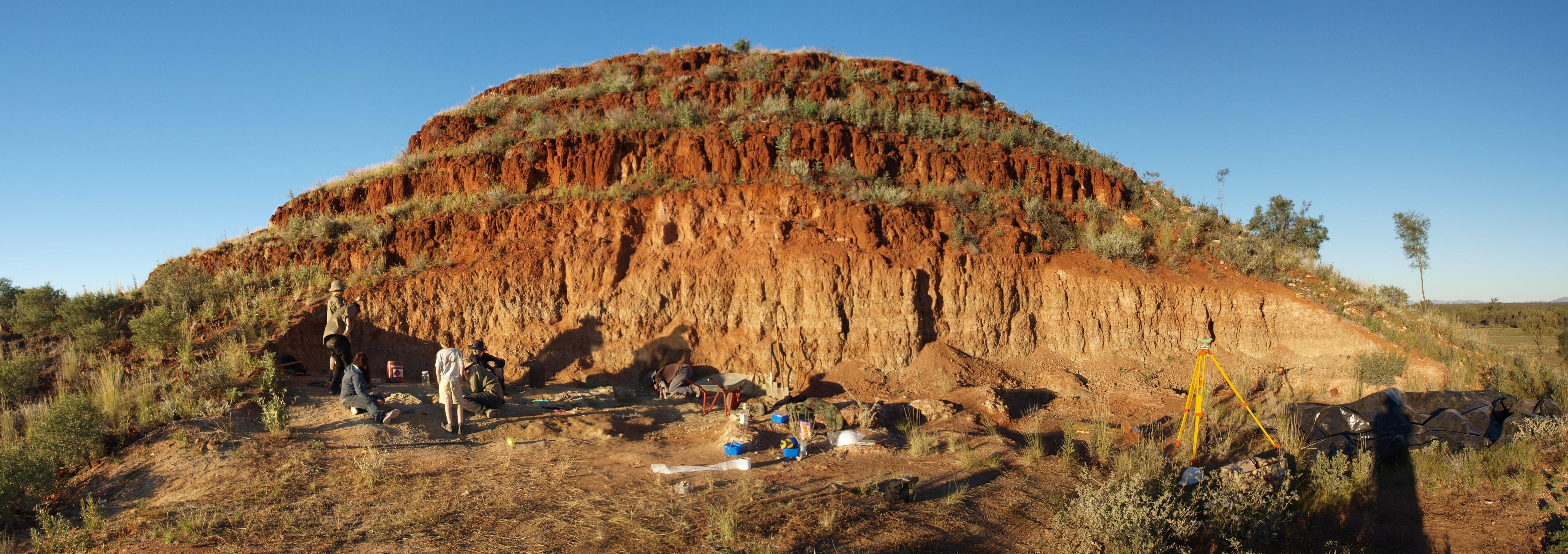 The new species, Dorcopsoides cowpatensis, was named after its bones were excavated at Cowpat Hill on Alcoota Station in the southern Northern Territory.