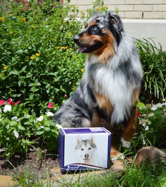 Shepard dog sitting in the grass next to the Dog Aging Project's Kit Box
