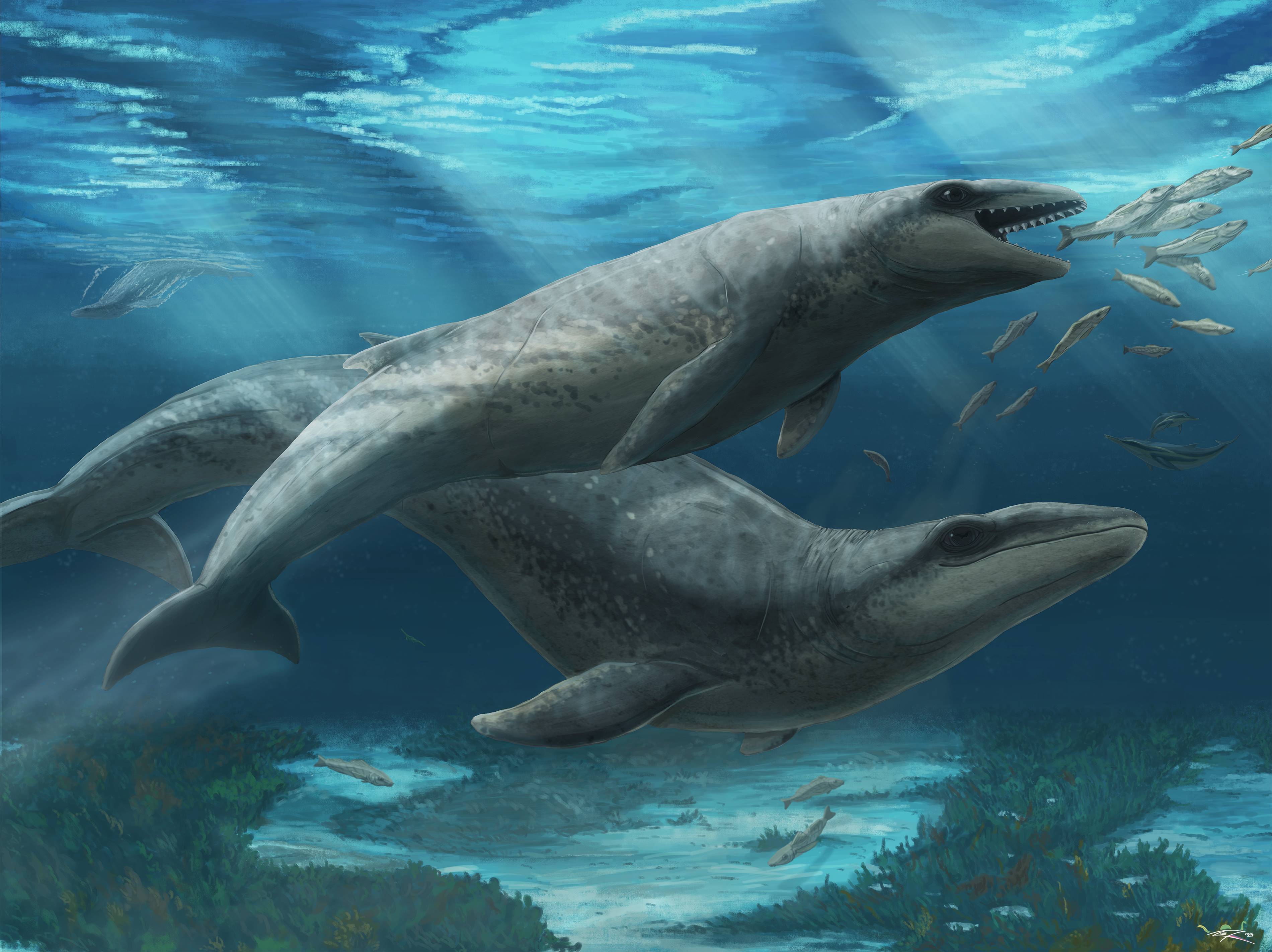 Janjucetus dullardi calf and mother. Artwork by Ruairidh Duncan. Source - Museums Victoria