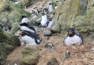 Eastern rockhopper penguins